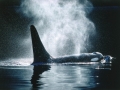 Killer Whale