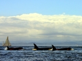 Killer Whale