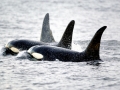 Killer Whale