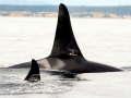 Killer Whale