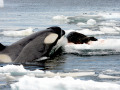 Killer Whale