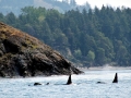 Killer Whale