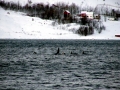 Killer Whale