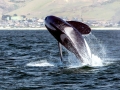 Killer Whale