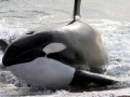 Killer Whale