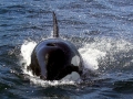 Killer Whale