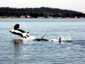 Killer Whale