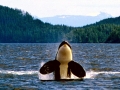 Killer Whale