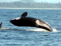 Killer Whale