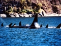 Killer Whale