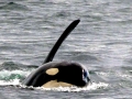 Killer Whale