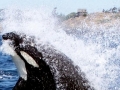 Killer Whale
