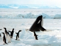 Killer Whale