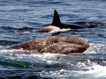 Killer Whale