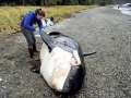 Killer Whale