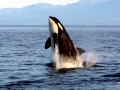 Killer Whale