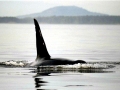 Killer Whale