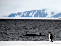 Killer Whale