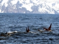 Killer Whale