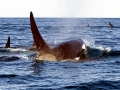 Killer Whale