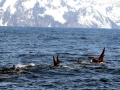 Killer Whale