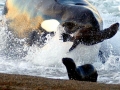 Killer Whale