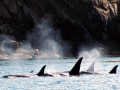 Killer Whale
