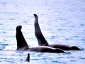 Killer Whale