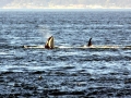 Killer Whale
