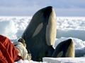 Killer Whale