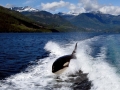 Killer Whale