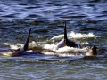 Killer Whale