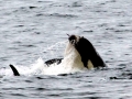 Killer Whale