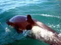 Killer Whale