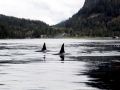 Killer Whale