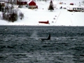Killer Whale