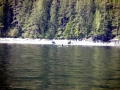 Killer Whale