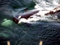 Killer Whale