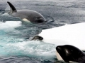 Killer Whale