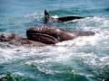 Killer Whale