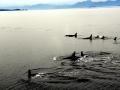 Killer Whale