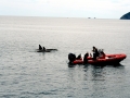 Killer Whale