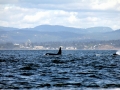 Killer Whale