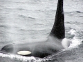 Killer Whale