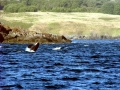 Killer Whale