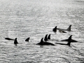 Killer Whale