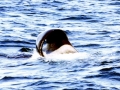 Killer Whale