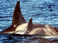 Killer Whale