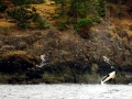 Killer Whale