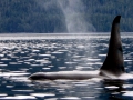 Killer Whale